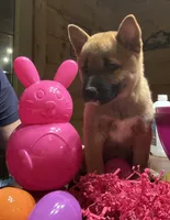 Phoenix , a female Shiba Inu for sale in Elizabethtown, KY – Photo 7 of 8