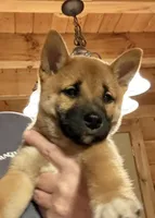 Phoenix , a female Shiba Inu for sale in Elizabethtown, KY – Photo 5 of 8