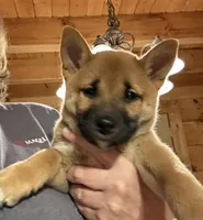 Phoenix , a female Shiba Inu for sale in Elizabethtown, KY – Photo 4 of 8