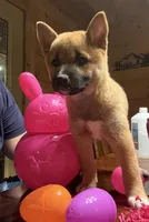 Phoenix , a female Shiba Inu for sale in Elizabethtown, KY – Photo 8 of 8