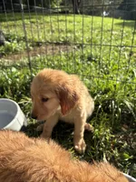 Princess, a female Golden Retriever for sale in Elizabethtown, KY – 4 of 10