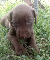 Brownie , a female Labrador Retriever for sale in Elizabethtown, KY – 2 of 2