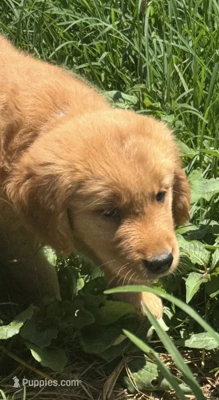 Grumpy – Golden Retriever puppy for sale in Elizabethtown, KY