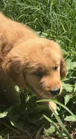 Grumpy, a male Golden Retriever for sale in Elizabethtown, KY – 1 of 9