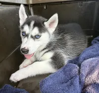 Queen, a female Siberian Husky for sale in Elizabethtown, KY – 6 of 10