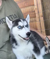 Queen, a female Siberian Husky for sale in Elizabethtown, KY – 3 of 10