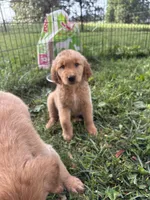 Grumpy, a male Golden Retriever for sale in Elizabethtown, KY – 7 of 9