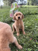 Grumpy, a male Golden Retriever for sale in Elizabethtown, KY – 2 of 9