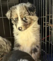 Blue Merle-opal, a female Australian Shepherd for sale in Elizabethtown, KY – 2 of 9