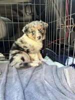 Blue Merle- Pearl, a female Australian Shepherd for sale in Elizabethtown, KY – 1 of 9