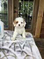 Coconut , a female Cavapoo for sale in Elizabethtown, KY – 3 of 9