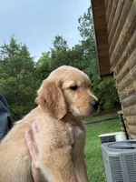 Sleepy , a male Golden Retriever for sale in Elizabethtown, KY – 4 of 10