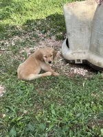 Sleepy , a male Golden Retriever for sale in Elizabethtown, KY – 6 of 10