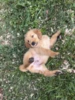 Grumpy, a male Golden Retriever for sale in Elizabethtown, KY – 6 of 9
