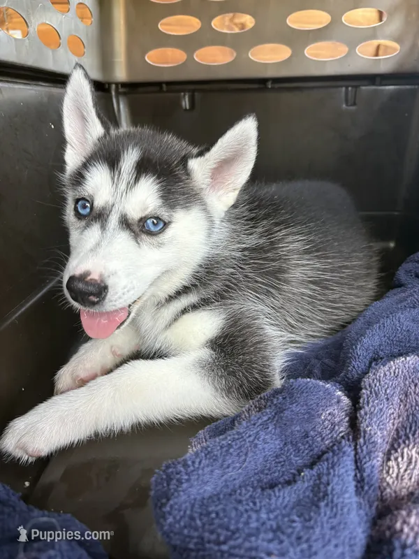 Queen – Siberian Husky puppy for sale in Elizabethtown, KY