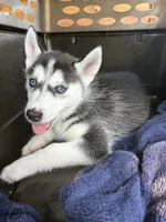 Queen, a female Siberian Husky for sale in Elizabethtown, KY – 1 of 10