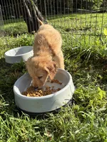 Princess, a female Golden Retriever for sale in Elizabethtown, KY – 6 of 10