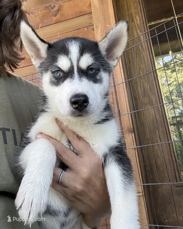 Heart – Siberian Husky puppy for sale in Elizabethtown, KY