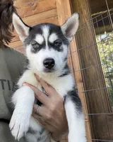 Heart, a female Siberian Husky for sale in Elizabethtown, KY – 7 of 10