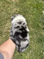 Blue Merle- Pearl, a female Australian Shepherd for sale in Elizabethtown, KY – 9 of 9