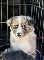 Blue Merle-opal, a female Australian Shepherd for sale in Elizabethtown, KY – 8 of 9