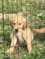 Bashful, a female Golden Retriever for sale in Elizabethtown, KY – 1 of 9