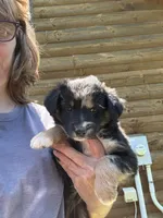 Bluish Merle tricolor -Onyx, a female Australian Shepherd for sale in Elizabethtown, KY – 3 of 8