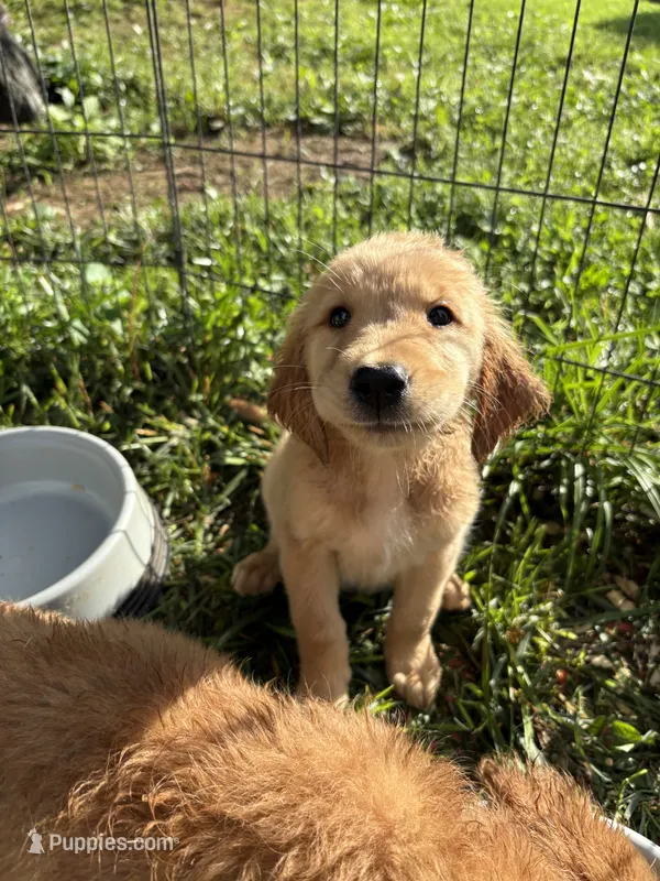 Princess – Golden Retriever puppy for sale in Elizabethtown, KY