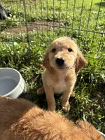 Princess, a female Golden Retriever for sale in Elizabethtown, KY – 1 of 10