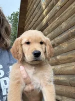 Sleepy , a male Golden Retriever for sale in Elizabethtown, KY – 5 of 10