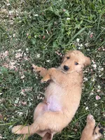 Grumpy, a male Golden Retriever for sale in Elizabethtown, KY – 9 of 9