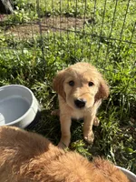 Princess, a female Golden Retriever for sale in Elizabethtown, KY – 2 of 10
