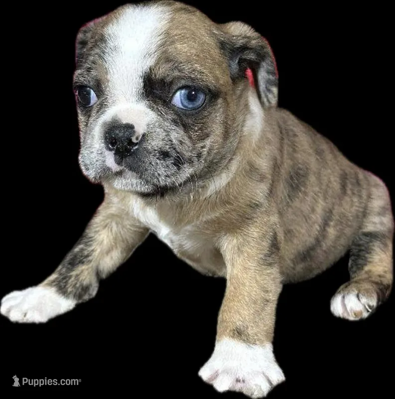Violet  – Boston Terrier, Pug puppy for sale in Elizabethtown, KY