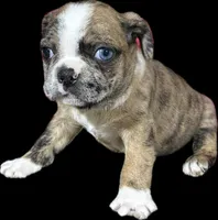 Violet , a female Boston Terrier and Pug for sale in Elizabethtown, KY – Photo 1 of 2