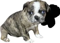 Violet , a female Boston Terrier and Pug for sale in Elizabethtown, KY – Photo 2 of 2