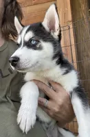 Heart, a female Siberian Husky for sale in Elizabethtown, KY – 6 of 10