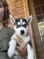Heart, a female Siberian Husky for sale in Elizabethtown, KY – 8 of 10