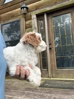 Lemon, a female Cavapoo for sale in Elizabethtown, KY – 7 of 7