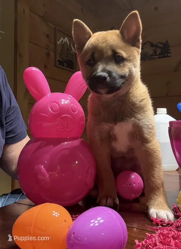 Phoenix – Shiba Inu puppy for sale in Elizabethtown, KY