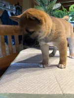Phoenix, a female Shiba Inu for sale in Elizabethtown, KY – Photo 7 of 9