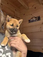 Phoenix, a female Shiba Inu for sale in Elizabethtown, KY – Photo 3 of 9