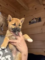 Phoenix, a female Shiba Inu for sale in Elizabethtown, KY – Photo 2 of 9