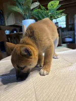 Phoenix, a female Shiba Inu for sale in Elizabethtown, KY – Photo 8 of 9