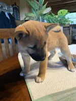 Phoenix, a female Shiba Inu for sale in Elizabethtown, KY – Photo 4 of 9