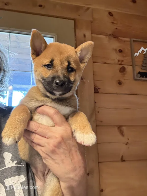 Phoenix – Shiba Inu puppy for sale in Elizabethtown, KY