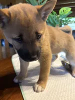 Phoenix, a female Shiba Inu for sale in Elizabethtown, KY – Photo 6 of 9