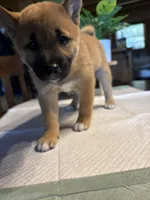Phoenix, a female Shiba Inu for sale in Elizabethtown, KY – Photo 5 of 9