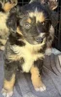 Bluish Merle tricolor -Onyx, a female Australian Shepherd for sale in Elizabethtown, KY – 2 of 8