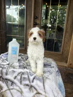 Lemon, a female Cavapoo for sale in Elizabethtown, KY – 6 of 7
