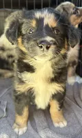 Bluish Merle tricolor -Onyx, a female Australian Shepherd for sale in Elizabethtown, KY – 5 of 8